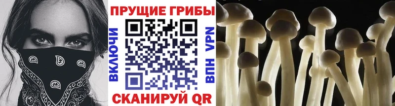 Псилоцибиновые грибы Cubensis  Ржев 